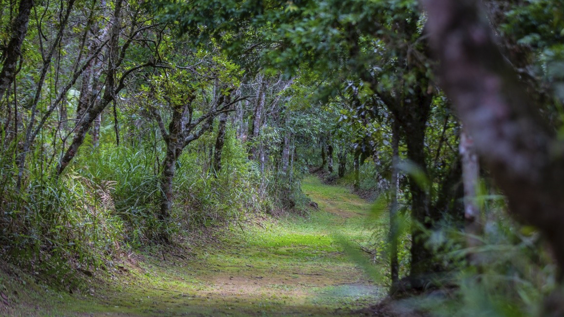 Além de ser um parque com piscinas de água mineral, a Estância Ouro Fino conta com trilhas em meio à natureza.