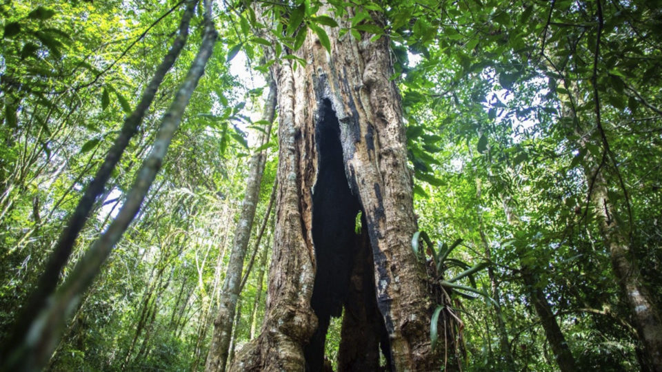 A grande árvore oca teria servido de moradia para um índio que queria proteger a fonte das águas.