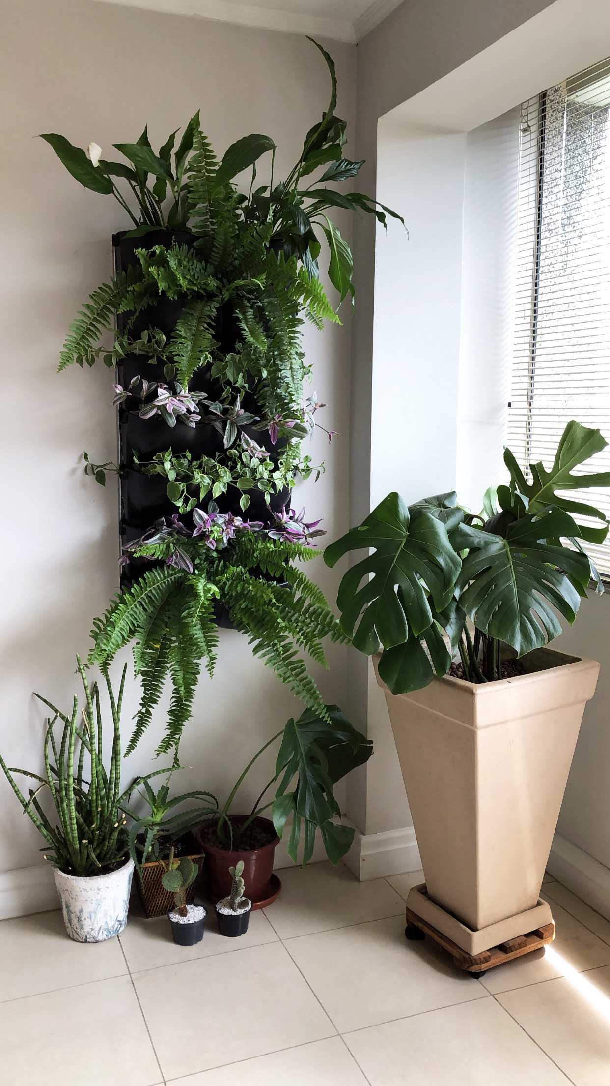 Em ambientes internos, samambaias são boas opções para jardim vertical. Foto: Divulgação/Ecotelhado. Em ambientes internos, samambaias são boas opções para jardim vertical. Foto: Divulgação/Ecotelhado.