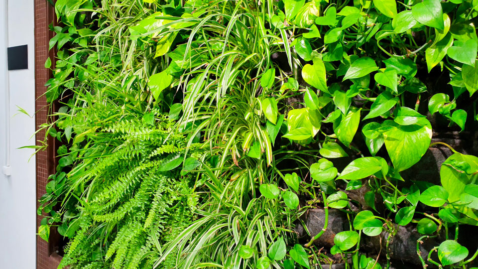 Urban jungle nas paredes: três passos simples para fazer um jardim vertical em casa Urban jungle nas paredes: três passos simples para fazer um jardim vertical em casa