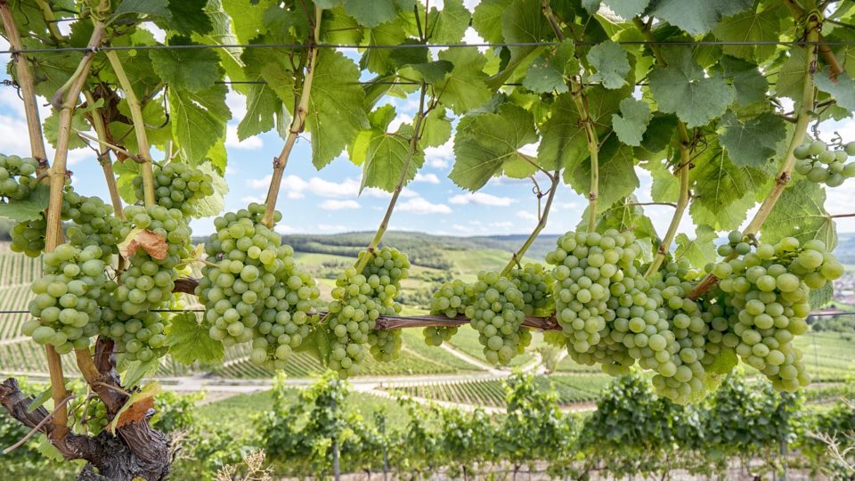 Vinícolas estimam maior safra dos últimos 20 anos, mas falta de garrafas desafia produção Safra vinhos