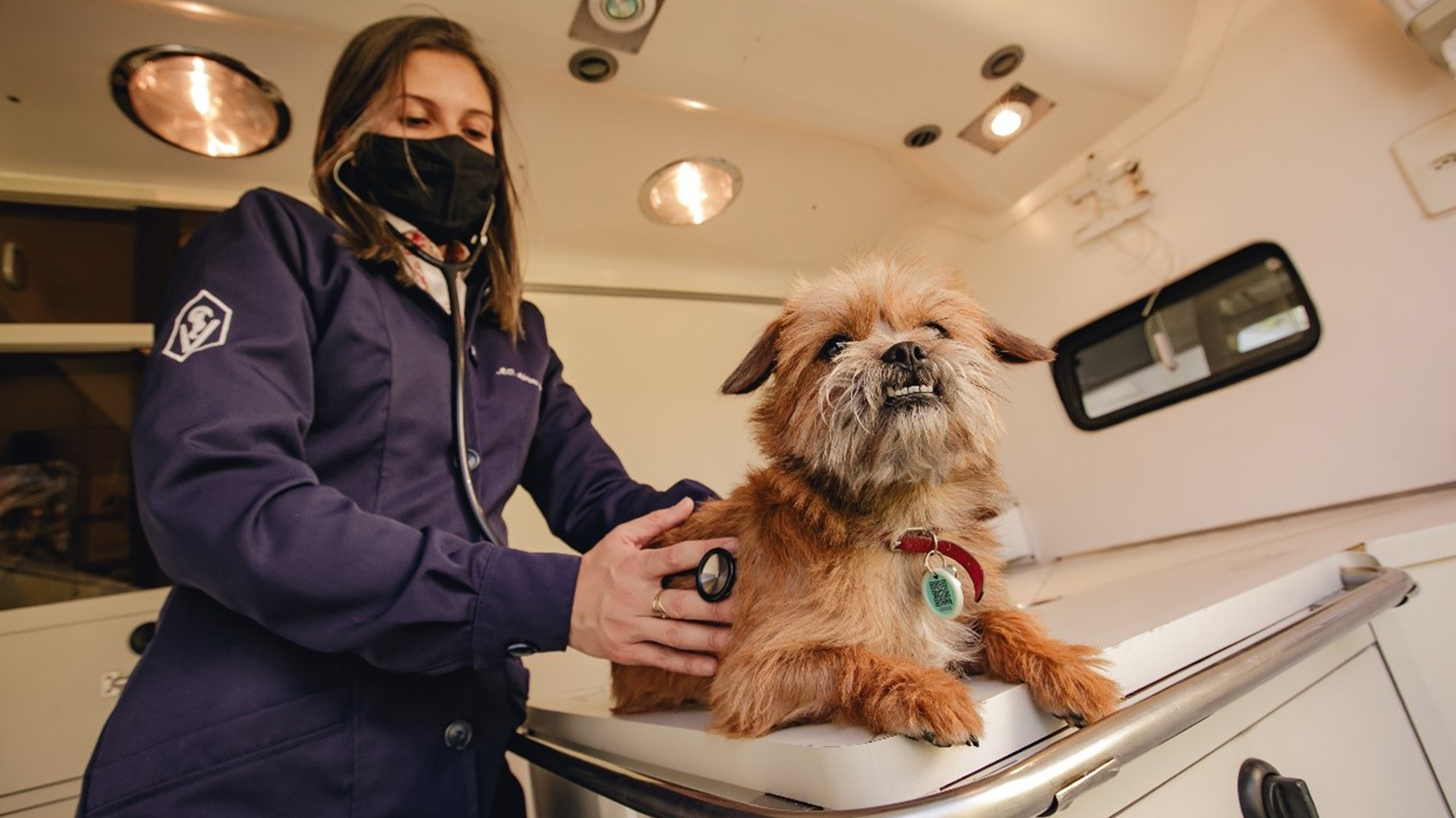 My Pet possibilita atendimento especializado e ilimitado para cães e gatos durante o ano inteiro