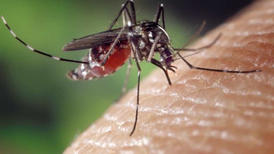 Paraná confirma mais 132 ocorrências e chega a 2,7 mil casos de dengue desde agosto Casos de dengue no Paraná apresentam redução importante em relação ao ciclo 2019/2020.