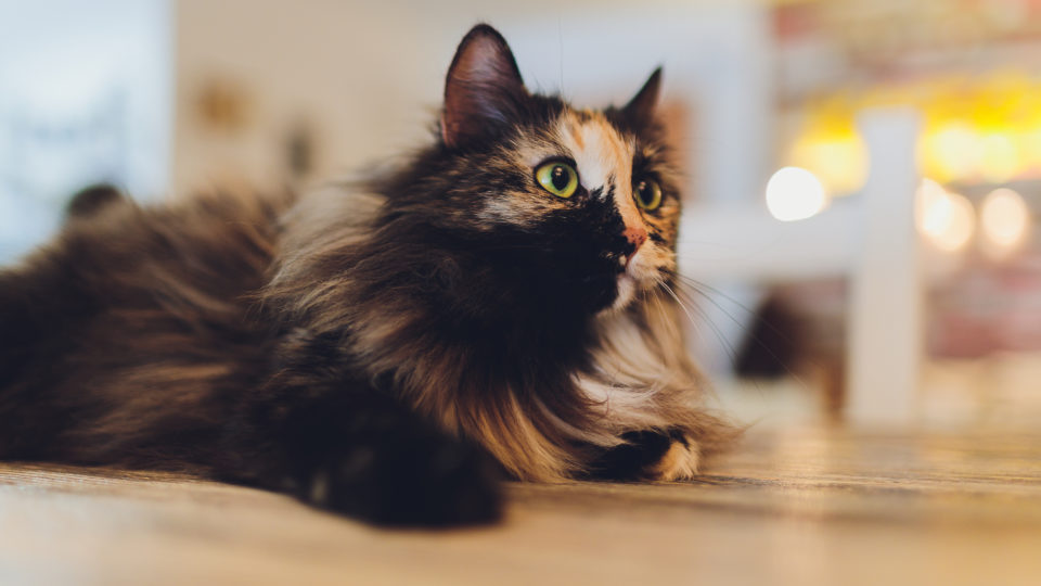 Piso de madeira oferece conforto térmico, acústico e de atrito para os animais