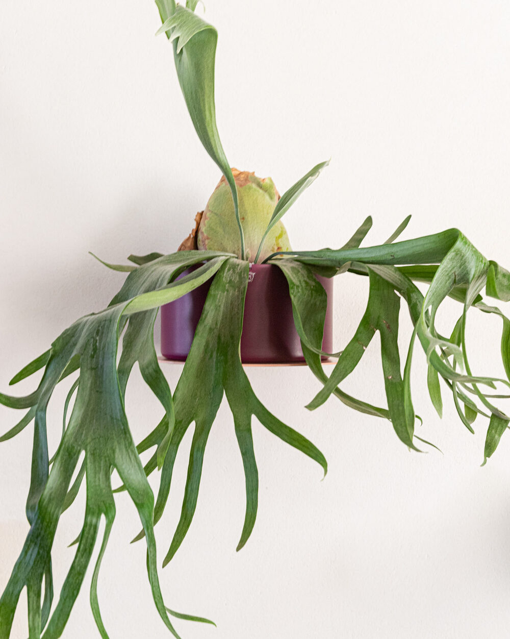 Uma das opções é deixar a planta chifre-de-veado como um pendente, da mesma forma que ela fica exposta na natureza. Uma das opções é deixar a planta chifre-de-veado como um pendente, da mesma forma que ela fica exposta na natureza.