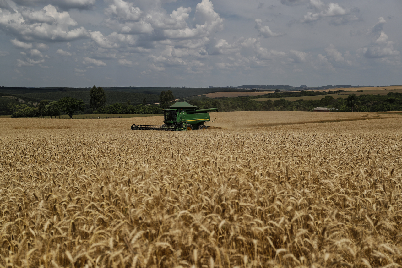 Déficit de trigo ameaça setor de alimentos e preços no Paraná