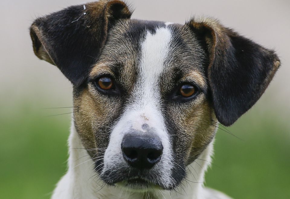 Pesquisa da UFPR mostra que alguns donos passam Covid para seus pets