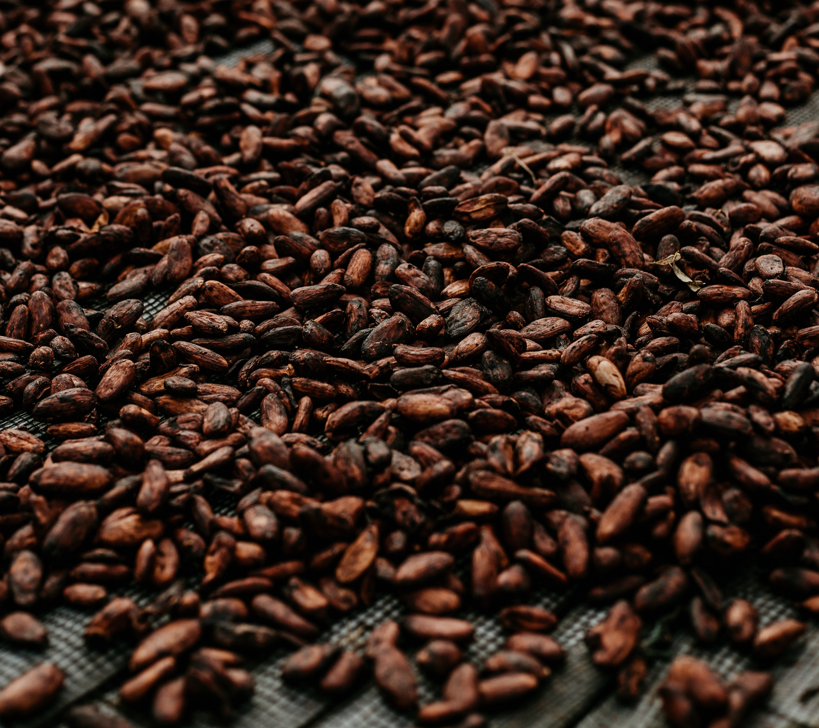 Na tendência Bean to Bar, as amêndoas do cacau são utilizadas na íntegra. Foto: Loannes Marc/Pexels. Na tendência Bean to Bar, as amêndoas do cacau são utilizadas na íntegra. Foto: Loannes Marc/Pexels.