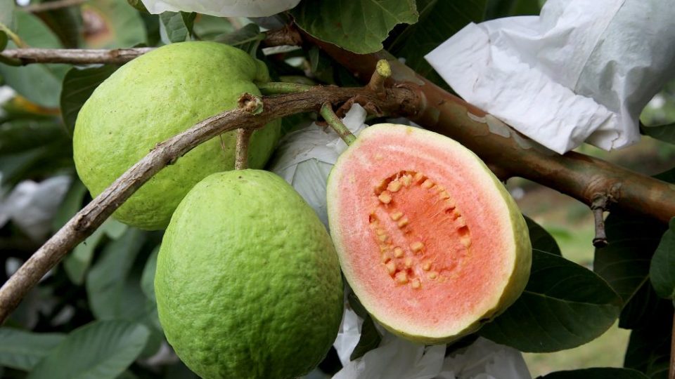 Portal reúne informações dos principais tesouros gastronômicos do Brasil Plantação de goiaba em Carlópolis.