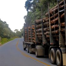 O ano começou com expectativas de expansão, investimentos e demanda aquecida pelos produtos de base florestal. Imagem referente a matéria