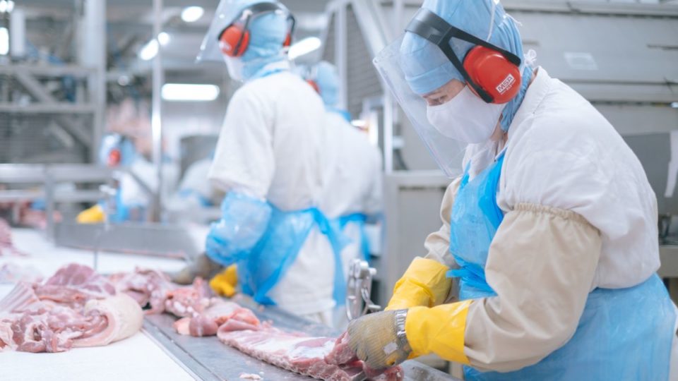 Prestes a receber selo de “livre da febre aftosa”, Paraná mira mercado restrito e lucrativo Frimesa espera ampliar exportação de carne.
