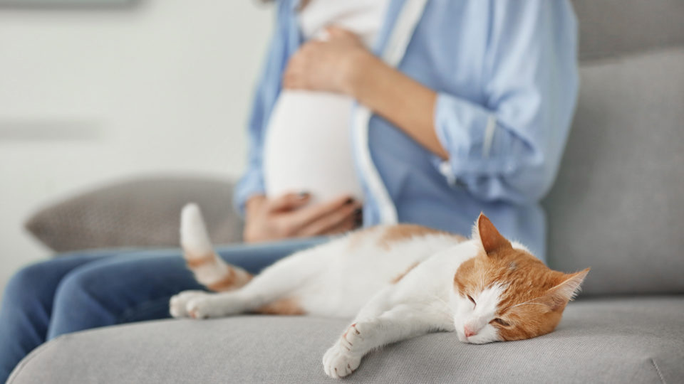 Com cuidados simples o risco de transmissão de toxoplasmose por gatos é muito baixo