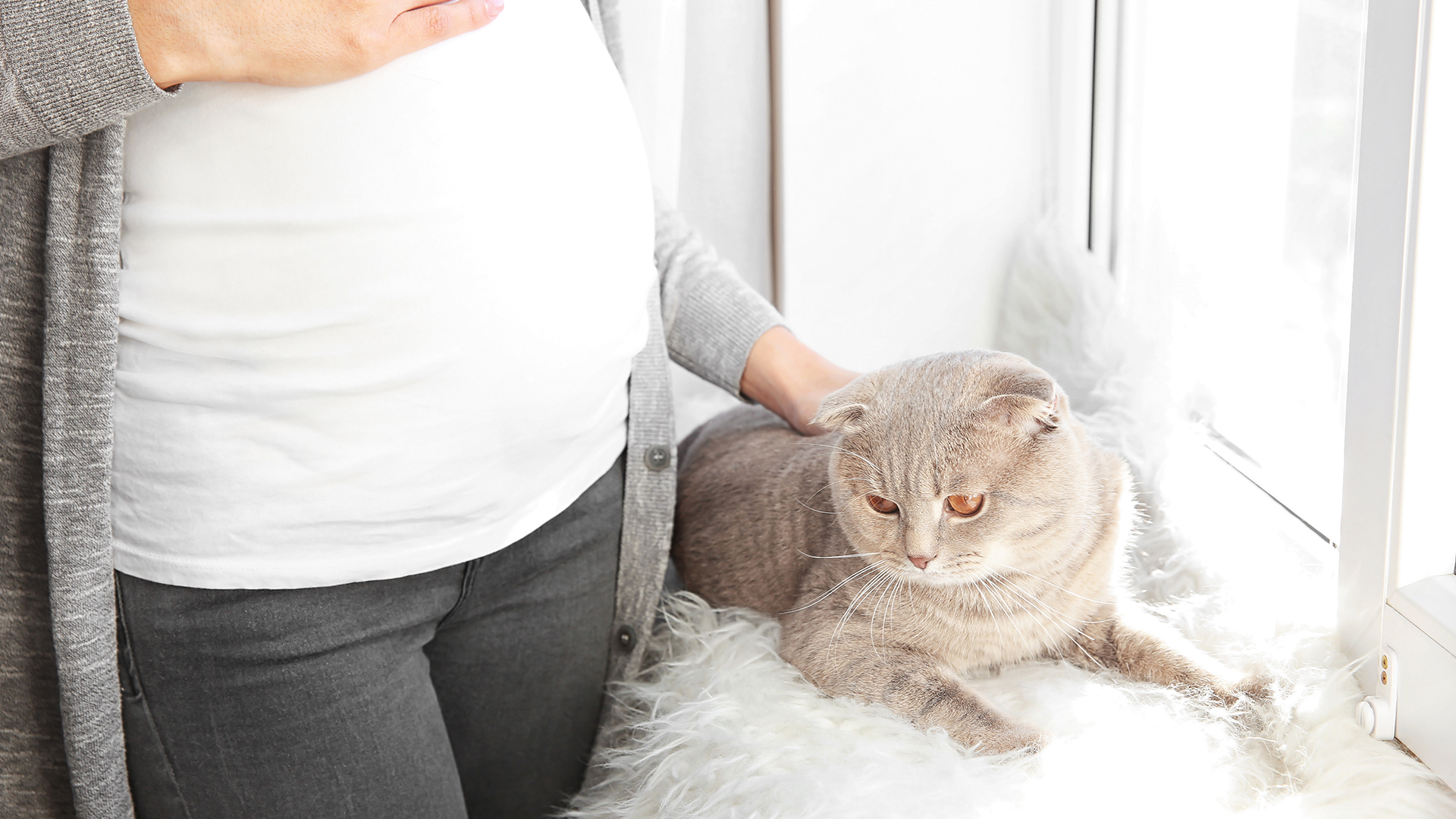 Gestante e gato &#8211; quais são os verdadeiros riscos de contágio de toxoplasmose?