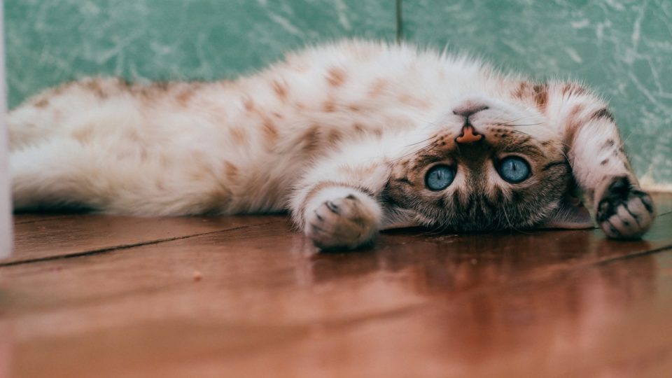 Danos morais: TJ-SP aumenta valor de indenização a dono de gata que fugiu de clínica veterinária Gata Nina fugiu de clínica em SP