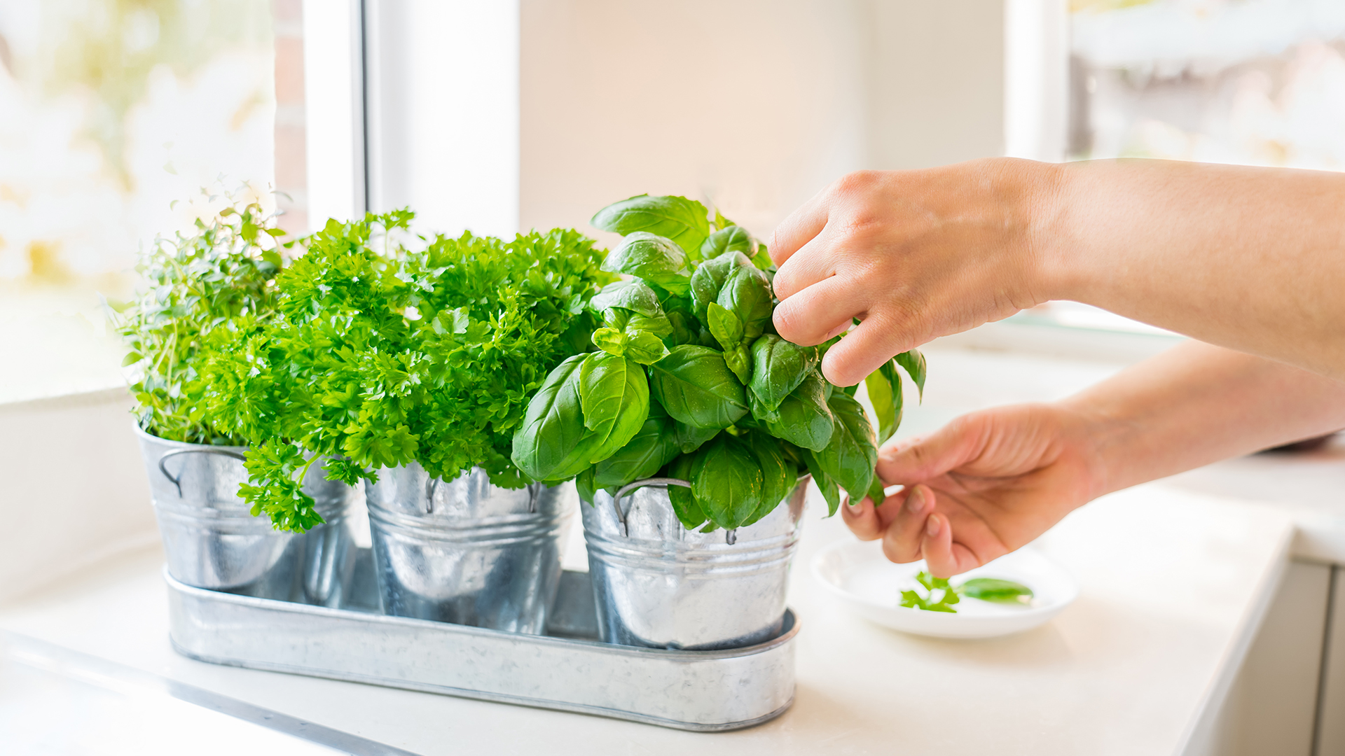 Ter uma horta em casa é sinônimo de agilidade e refeições mais saudáveis.