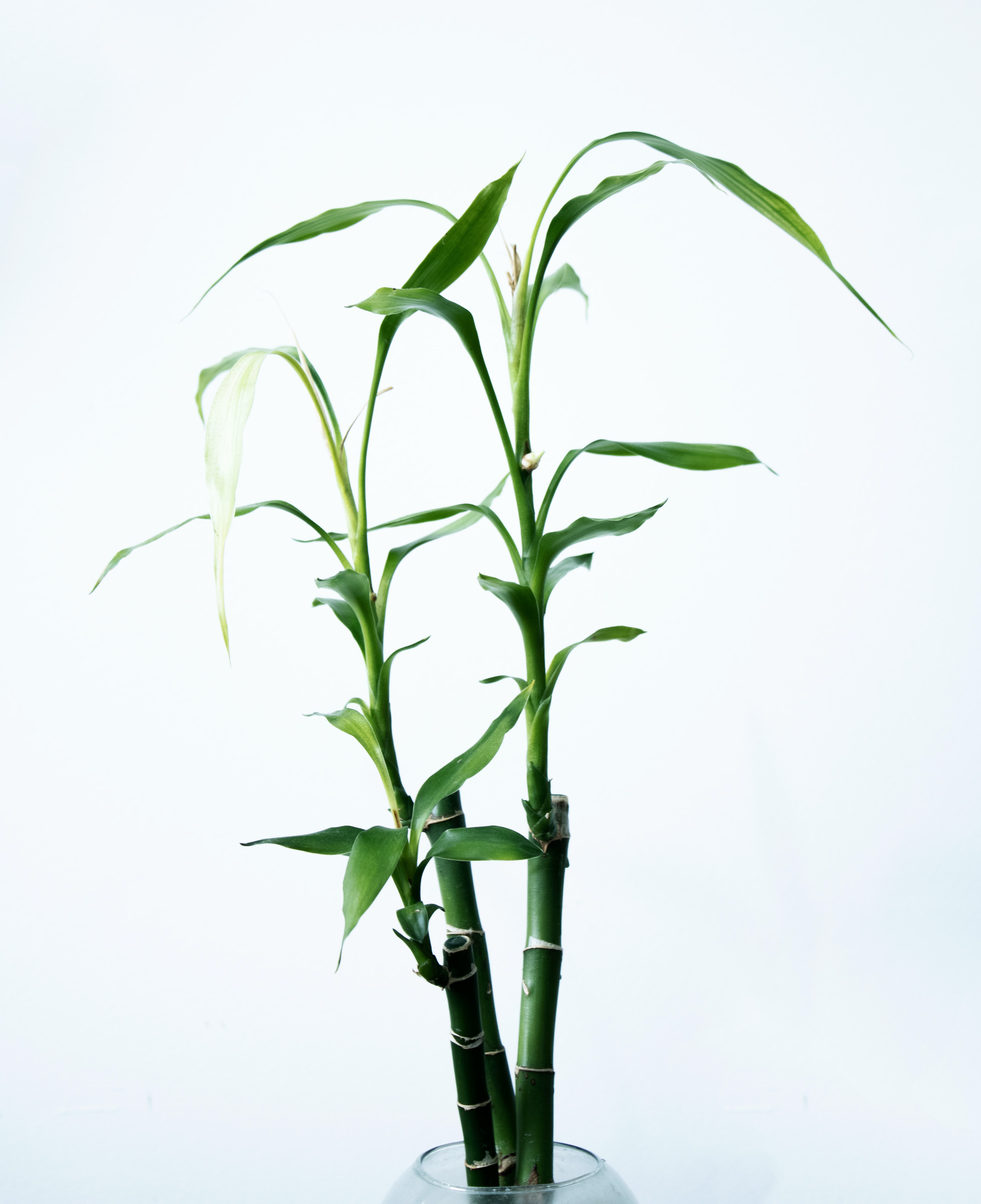 Bambu-da-sorte lembra um bambu em miniatura, mas é outra espécie de planta. Bambu-da-sorte lembra um bambu em miniatura, mas é outra espécie de planta.