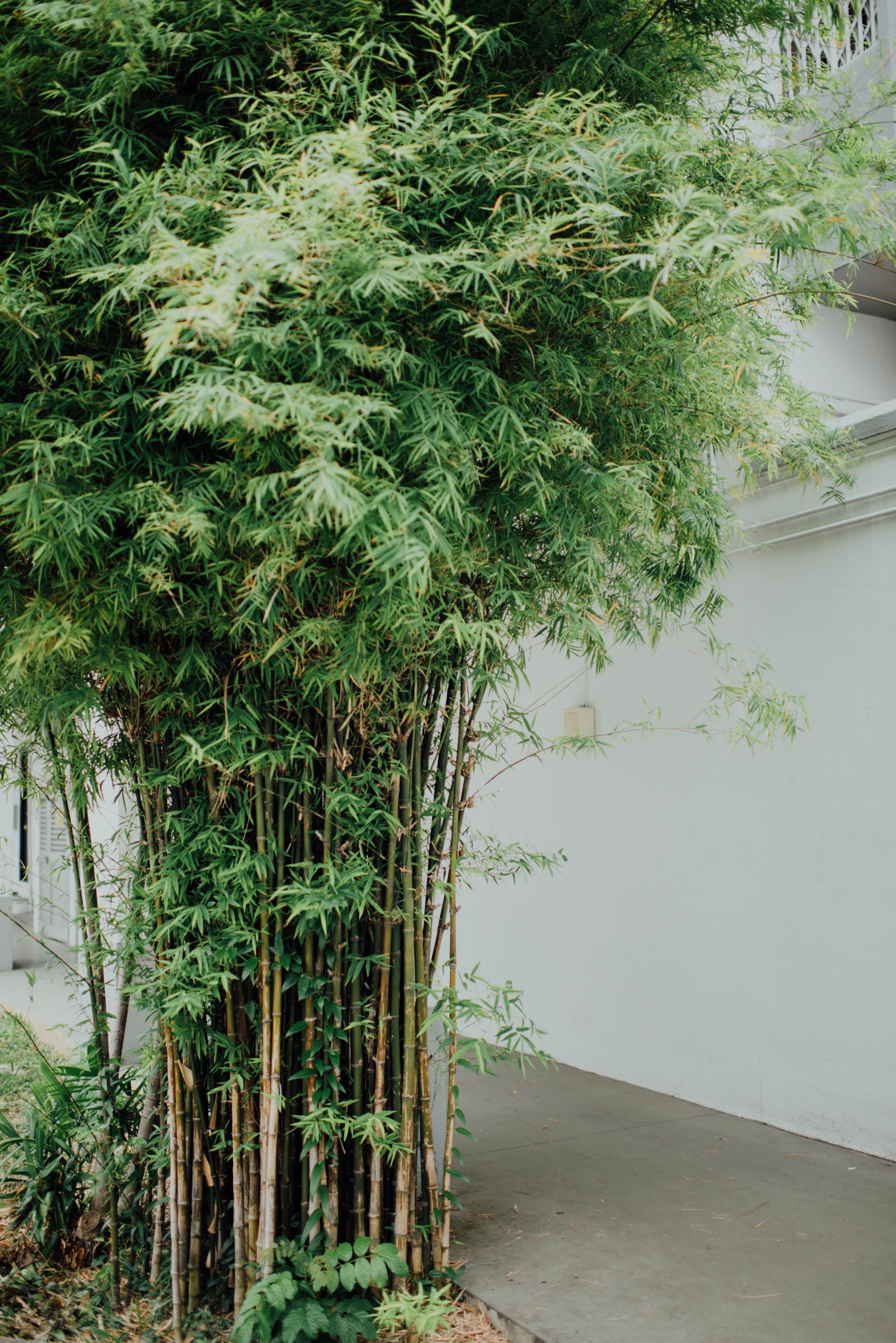 Bambu se propaga com facilidade. Bambu se propaga com facilidade.
