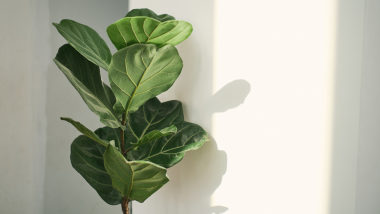 Ficus lyrata: conheça e saiba como cuidar da planta desejo do urban jungle Ficus lyrata: conheça e saiba como cuidar da planta desejo do urban jungle