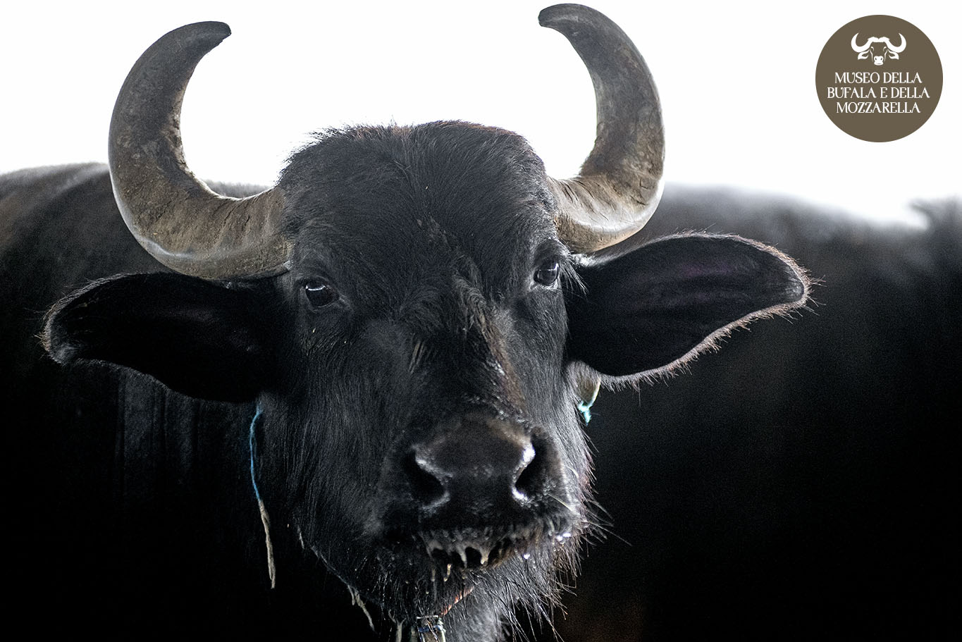 Bufala