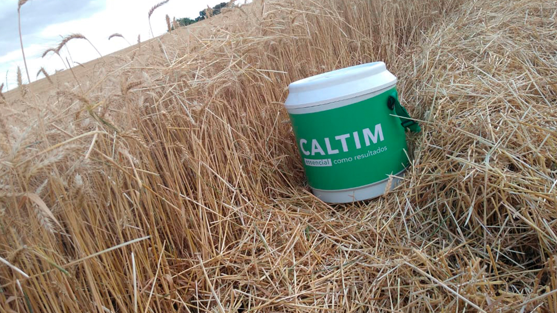 Caltim Fertilizantes inova nos macronutrientes secundários, essenciais na agricultura. Plantação de trigo em Sananduva – Rio Grande do Sul Caltim Fertilizantes inova nos macronutrientes secundários, essenciais na agricultura. Plantação de trigo em Sananduva – Rio Grande do Sul