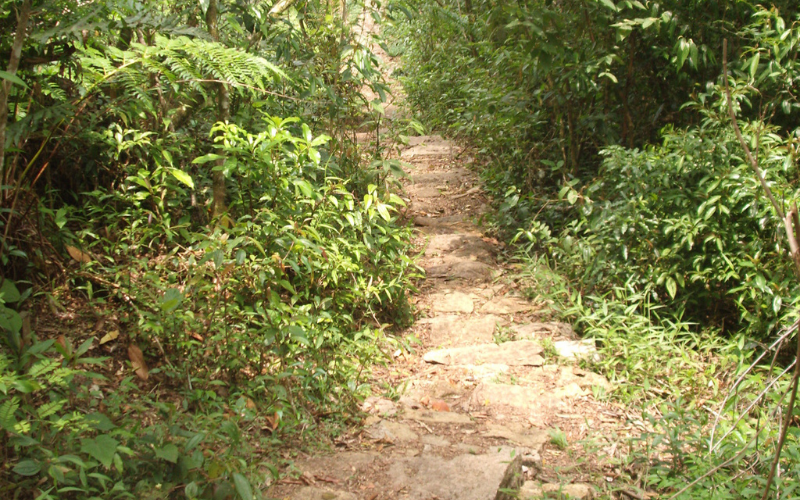 Imagem da trilha do Morro do Canal. Um caminho de terra rodeado por mata verde. Imagem da trilha do Morro do Canal. Um caminho de terra rodeado por mata verde.