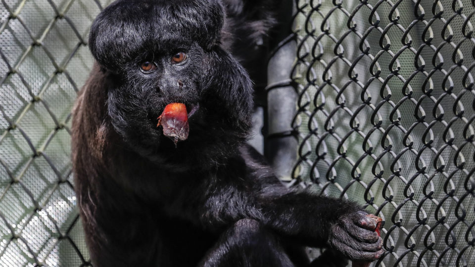 Zoológico de Curitiba reabrirá com passeios de carro pré-agendados Trajeto do drive thru foi pensado de forma a não causar estresse aos animais
