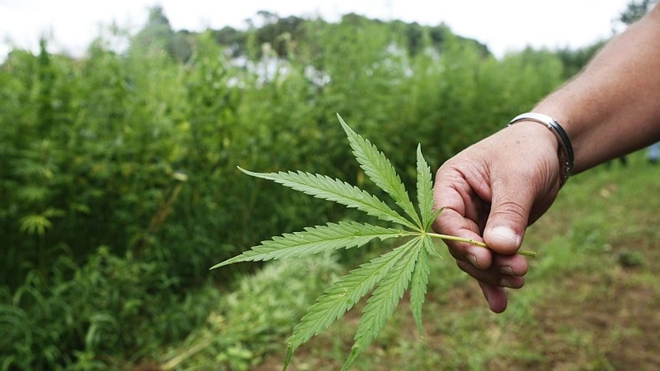 Enquete: Você é favorável ao projeto de lei que cria o marco regulatório da Cannabis? Enquete: Você é favorável ao projeto de lei que cria o marco regulatório da Cannabis no Brasil?