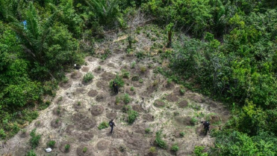 Guerra às drogas: fracassada ou esvaziada? Plantações de maconha encontradas durante uma operação policial em Terra Alta, no Pará.| Foto: Leonardo Santana/Polícia Civil.