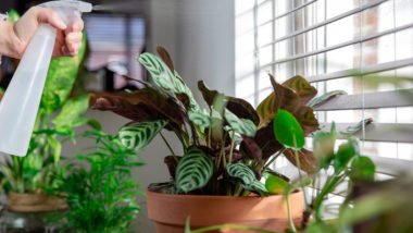 Frio, café quente, cobertas… e plantas! Plantas precisam de cuidados extras no inverno.