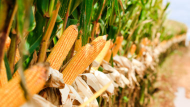 Preço das commodities