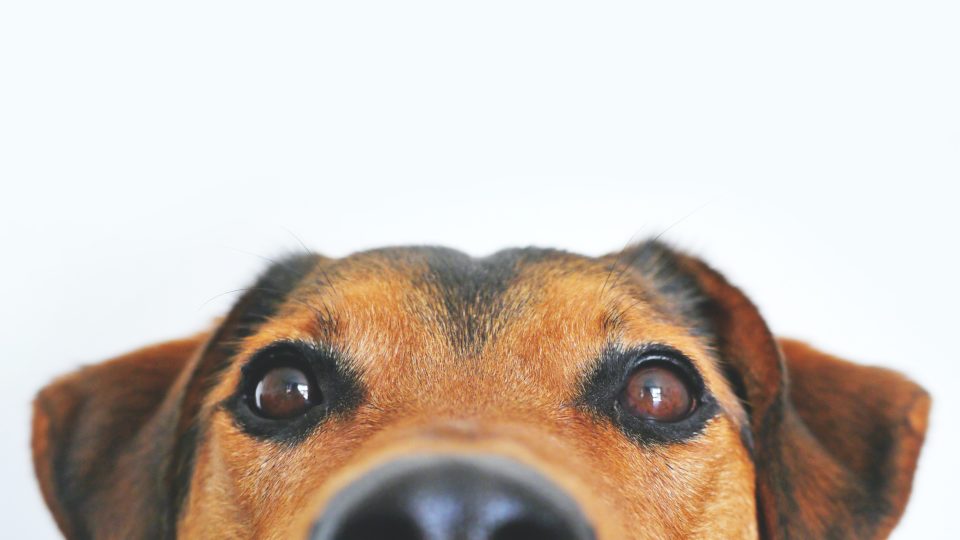 Com faturamento previsto de R$ 40 bilhões, mercado pet cresce na pandemia O futuro do mercado pet