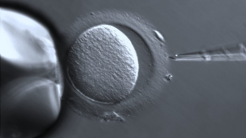 Conselho Federal de Medicina torna mais difícil o “descarte” de embriões Óvulo sendo fertilizado em laboratório: procedimento costuma gerar embriões extas.