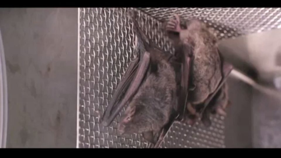 Vídeo de laboratório de Wuhan que mostra morcegos vivos aumenta debate sobre origem da Covid Quadro do vídeo que supostamente mostra que havia morcegos vivos sendo criados no Instituto de Virologia de Wuhan