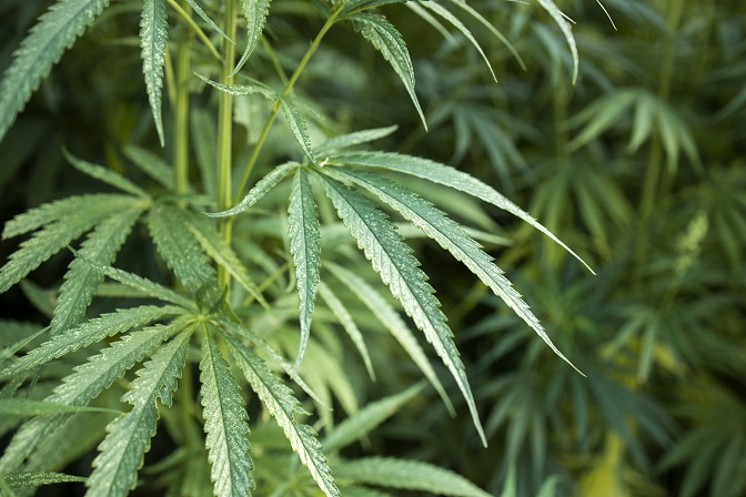 Deputados apresentam recurso para impedir que Marco Regulatório da Cannabis vá direto ao Senado Deputados apresentam recurso para impedir que Marco Regulatório da Cannabis vá direto ao Senado