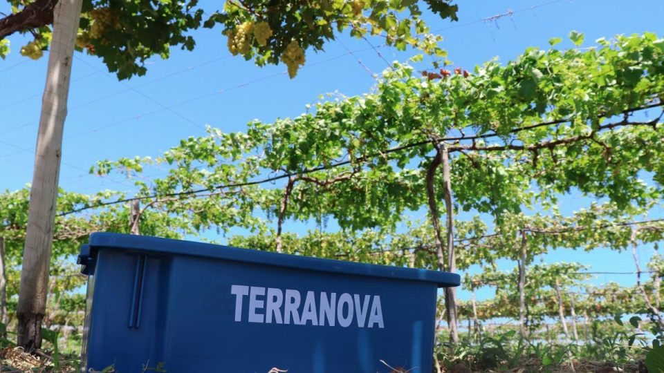 Vinícola Terranova completa 20 anos exportando vinhos do sertão nordestino Vinhedo Terranova