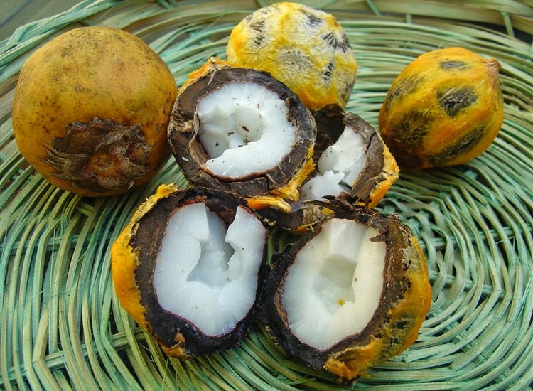 Macaúba é um ingrediente típico do Cerrado.