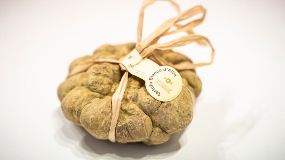 A Feira do Tartufo Branco será em outubro em Alba feira tartufo