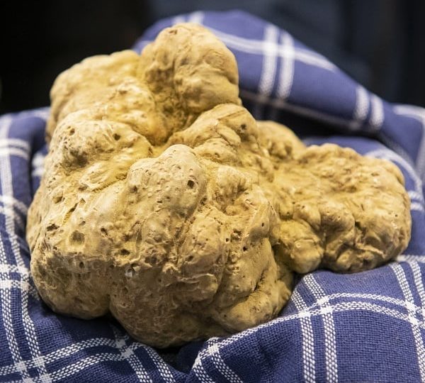 Tartufo italia