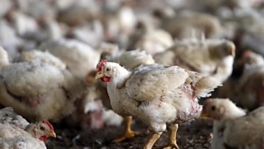 Com porco, frango e tilápia, Copacol quer faturamento de R$ 10 bilhões até 2025