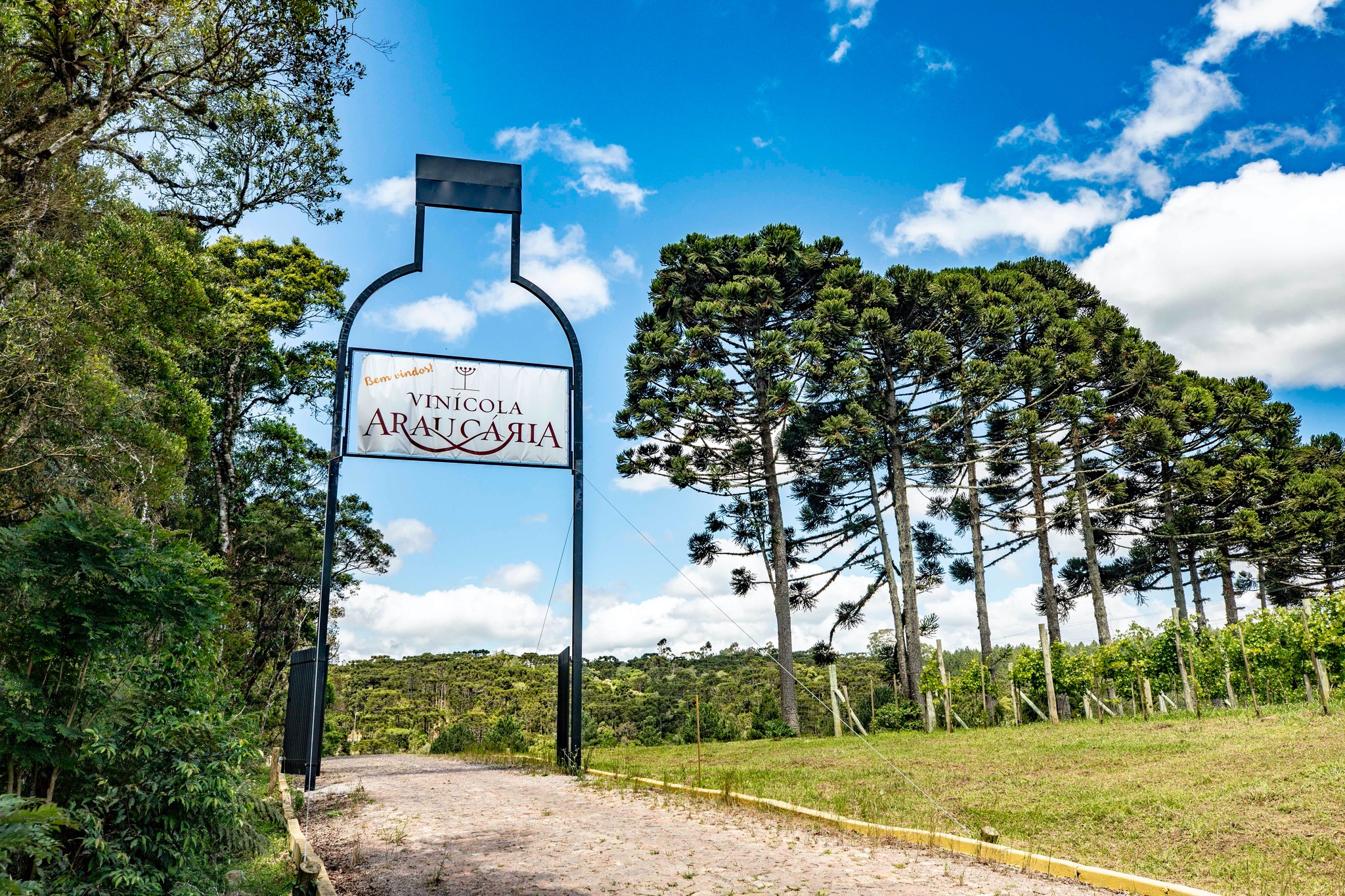 Vinícola Araucária. Vinícola Araucária.