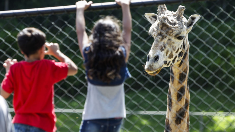 Zoológico de Curitiba reabre para visitação a pé; saiba como agendar Zoológico de Curitiba