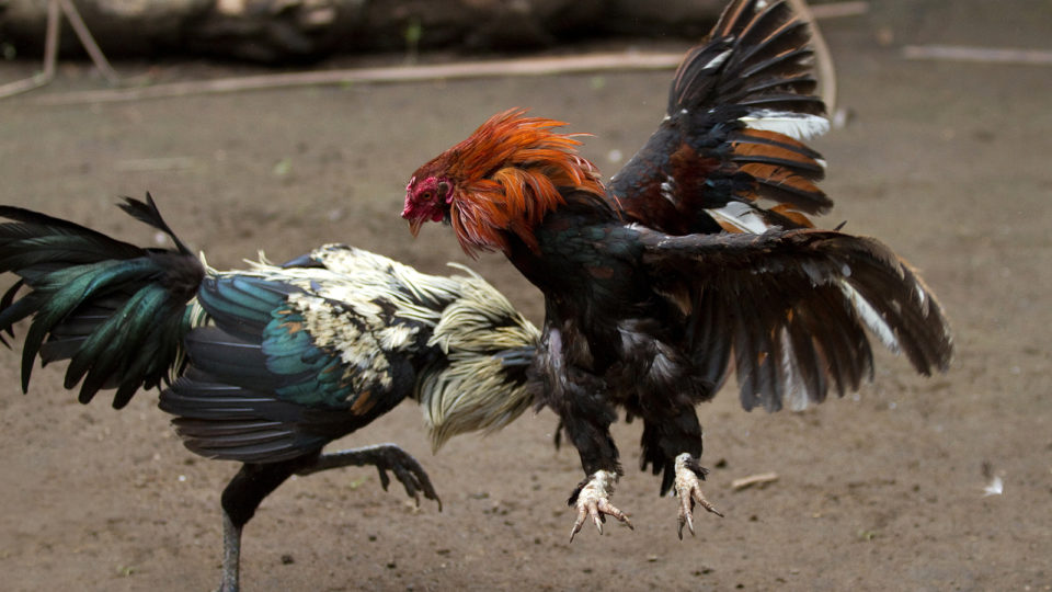 Desarmonia entre poderes: quem planta o inaceitável colhe o inacreditável Nenhum animal sai ileso de uma briga de galo.