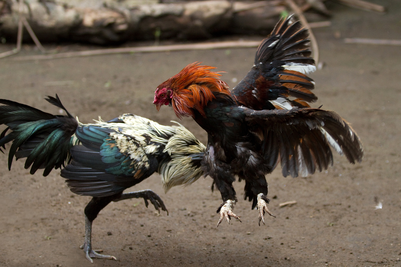 Nenhum animal sai ileso de uma briga de galo.