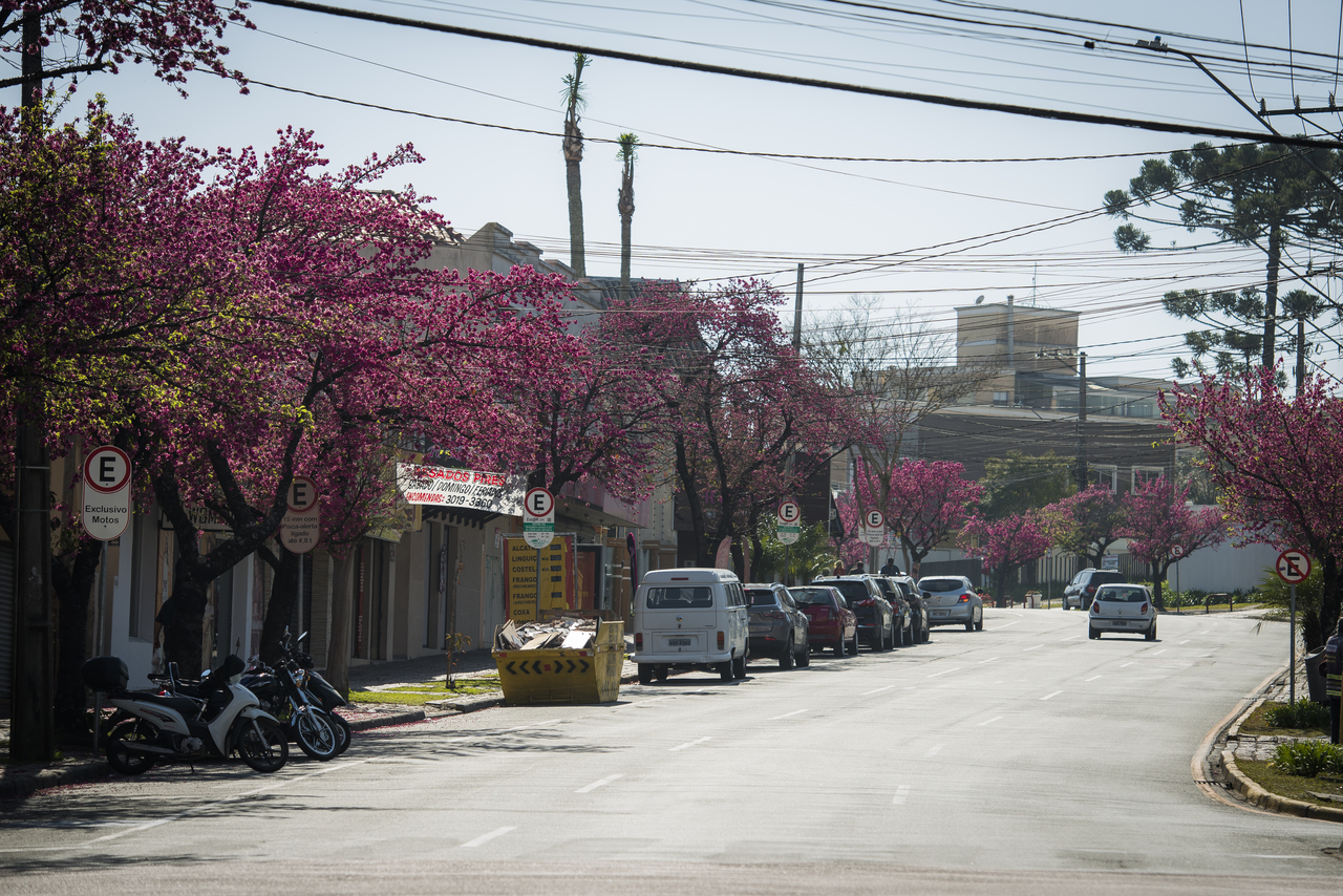 Conheça 3 lugares para ver a florada das cerejeiras em Curitiba