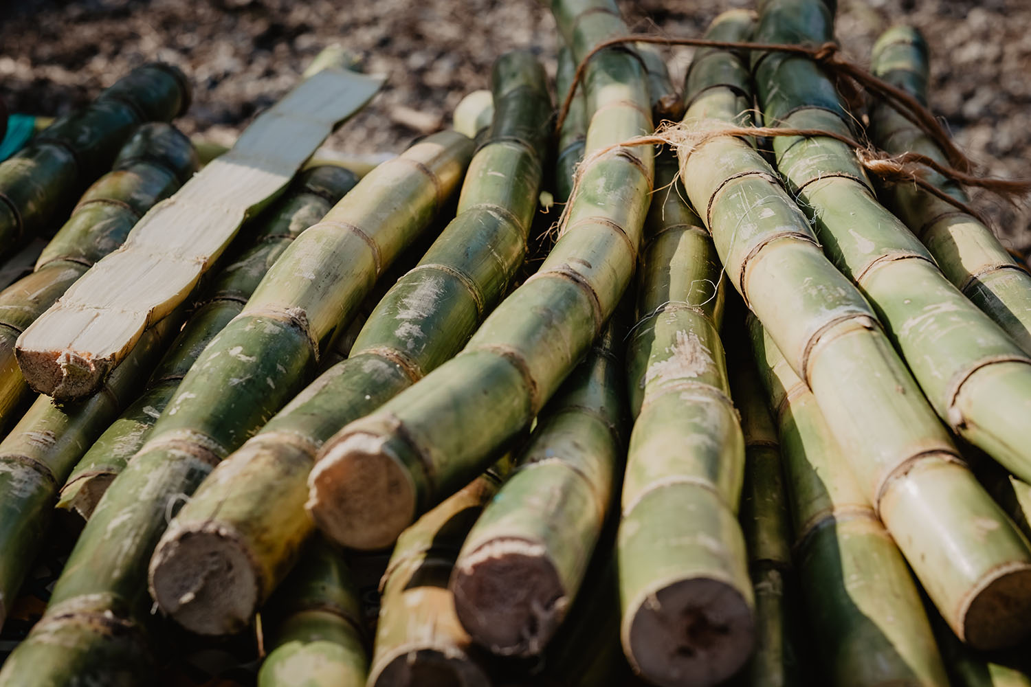 Brasil é o maior produtor mundial de cana-de-açúcar. Brasil é o maior produtor mundial de cana-de-açúcar.