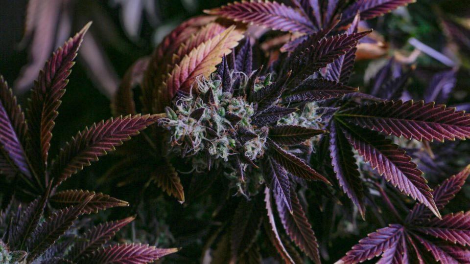 Reflexões sobre a legalização da maconha: das afirmações rasas à real complexidade do problema Confira a série de artigos contra a legalização da maconha
