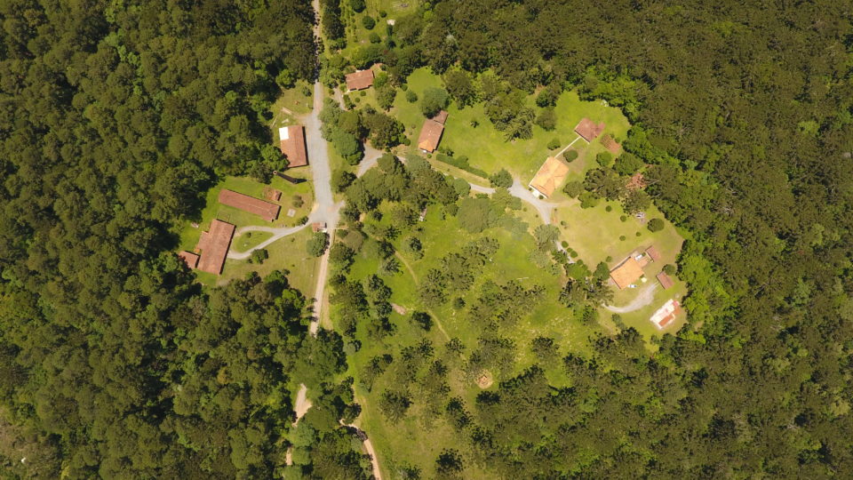 Floresta “plantada” do PR será privatizada em projeto-piloto inédito para o país Araucária, erva-mate e pinus compõem a Flona de Irati.