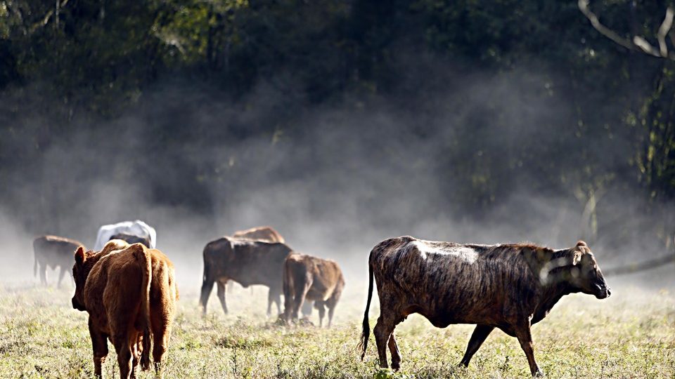Frio deve trazer novas altas aos preços e pressionar ainda mais a inflação Geadas