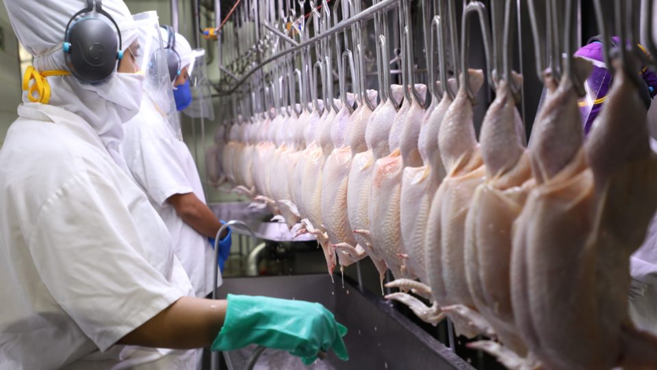 PR investe em abate halal, que segue regras islâmicas, e já é o maior exportador do mundo Copacol destina 25% das exportações de frango para o mercado islâmico.