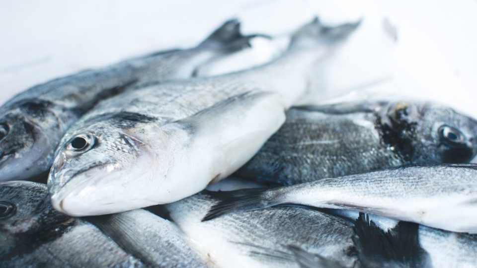Olha o Peixe tem combos para clientes de Curitiba comprarem pescados direto de pescadores Olha o Peixe tem combos para clientes de Curitiba comprarem pescados direto de pescadores